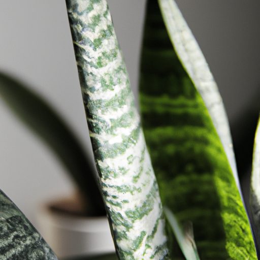 sansevieria plant purifying toxic air in 512x512 73529766