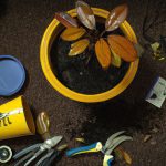 understanding why indoor plants develop yellow leaves 3