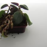 verwaltung von schadlingen im boden von zimmerpflanzen 2