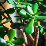 what do jade plants look like