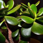 what does a jade plant look like