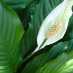 what to do when peace lily flowers turn brown 2
