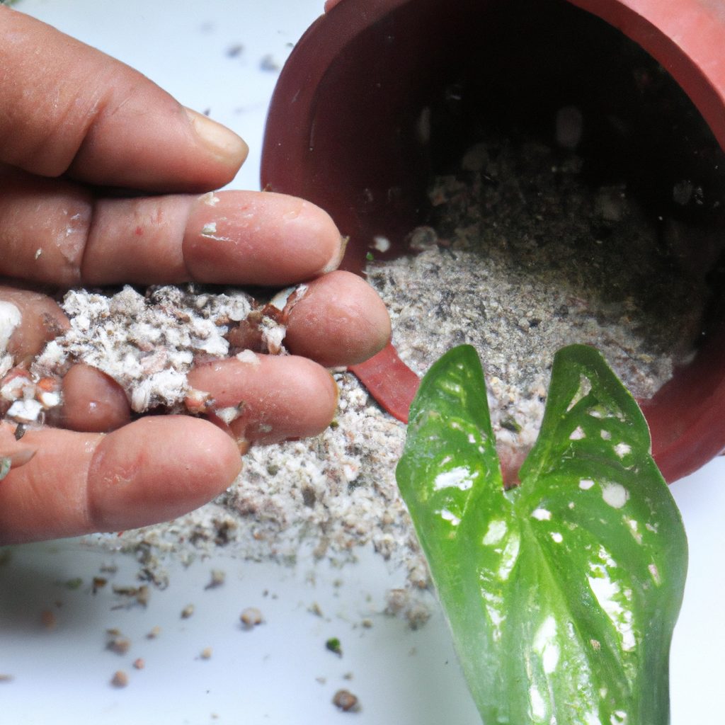when and how to fertilize aglaonema 2