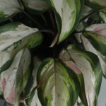 why do aglaonema leaves droop and curl 2