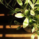 zimmerpflanzen die direktes licht benotigen 3