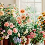 Best Indoor Flowering Plants