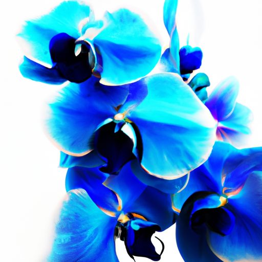 a beautiful arrangement of blue orchids 512x512 30249164