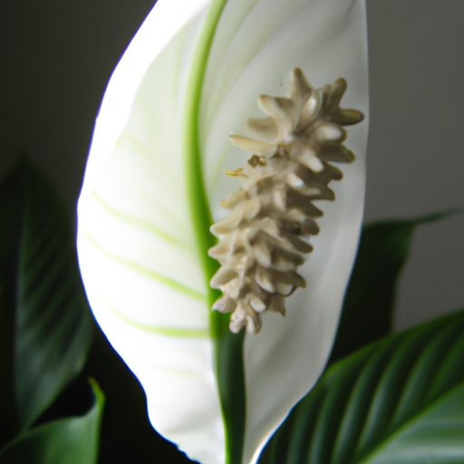 a beautiful peace lily plant purifying a 512x512 13613952
