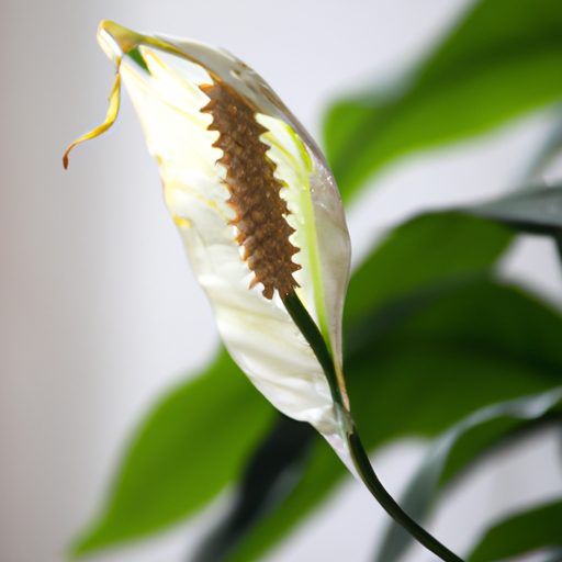 a beautiful peace lily plant purifying a 512x512 34575969