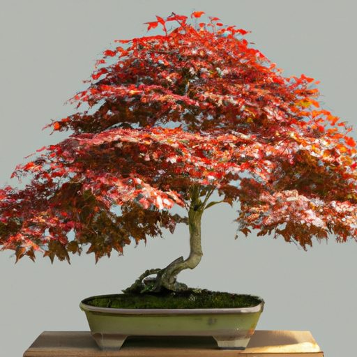 a beautifully shaped japanese maple bons 512x512 96595791