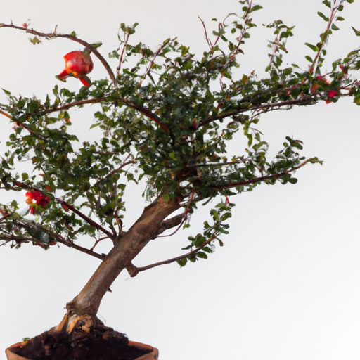 a beautifully shaped pomegranate bonsai 512x512 16179796