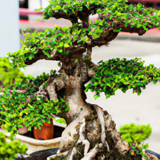 a beautifully shaped serissa bonsai tree 512x512 59517397