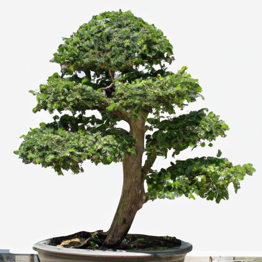 a beautifully shaped serissa bonsai tree 512x512 744518