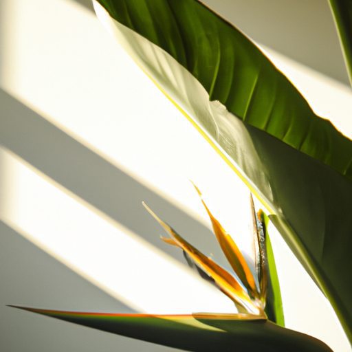 a bird of paradise plant basking in soft 512x512 79455731
