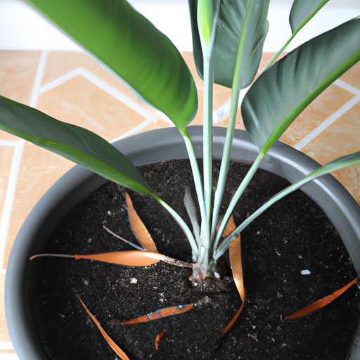 How To Repot A Bird Of Paradise