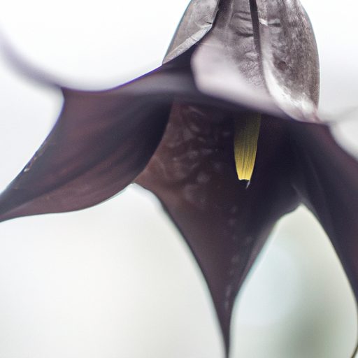 a black bat flower with mysterious petal 512x512 6517898