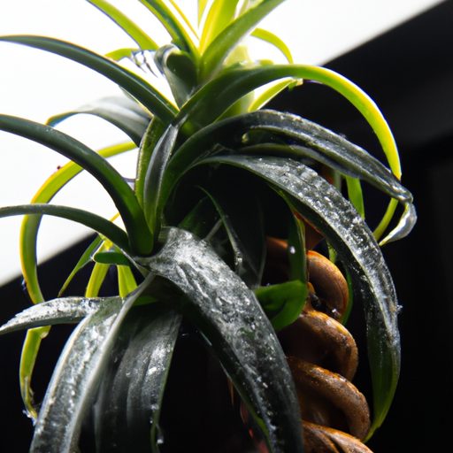 a black potted plant with droplets photo 512x512 10948972