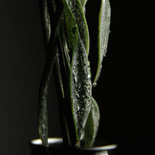 a black potted plant with droplets photo 512x512 58522079