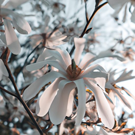 a blooming star magnolia in japan photor 512x512 27642211