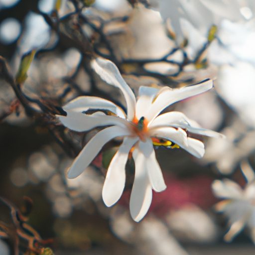 a blooming star magnolia in japan photor 512x512 7099400