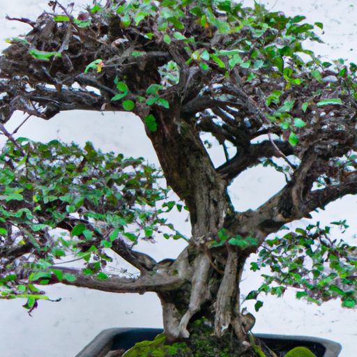 a bonsai tree with carefully manipulated 512x512 64598557