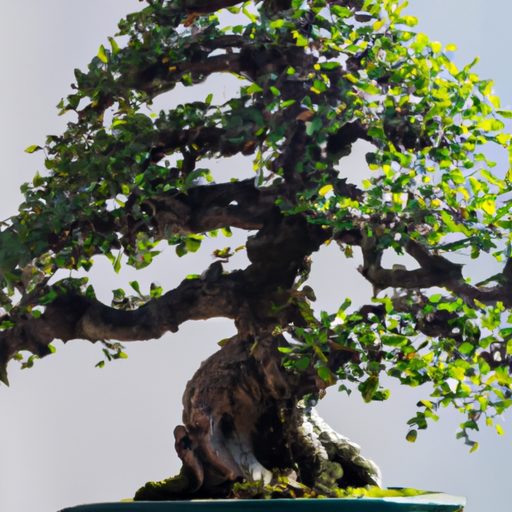 a bonsai tree with carefully manipulated 512x512 77849010