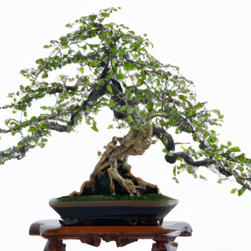 a bonsai tree with cascading branches ph 512x512 13654095