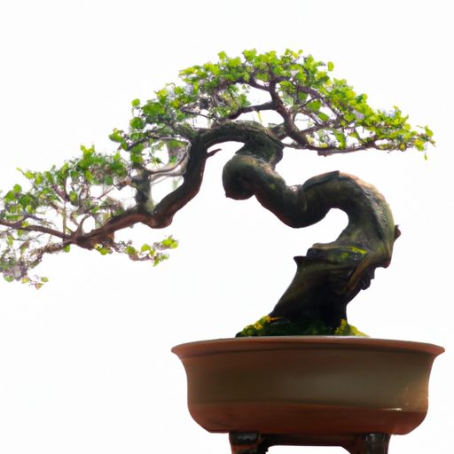 a bonsai tree with gracefully curved bra 512x512 38092688