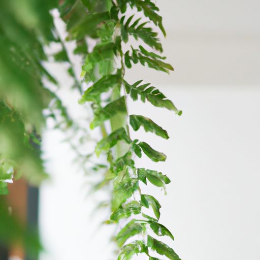 a boston fern hanging gracefully indoors 512x512 50744795