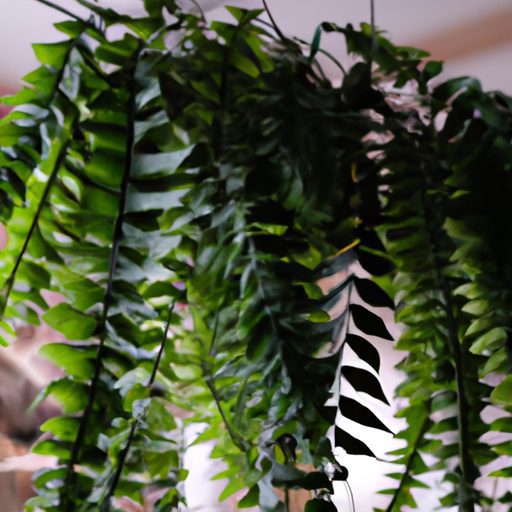 a boston fern hanging gracefully indoors 512x512 52540437