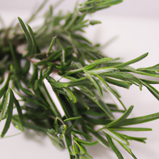 a bouquet of fresh rosemary sprigs photo 512x512 15426096