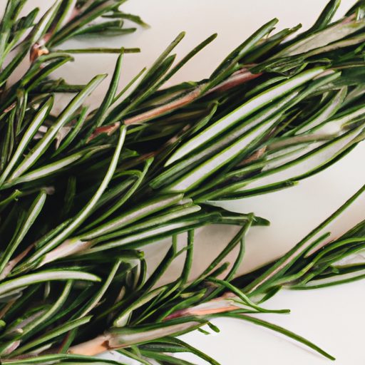 a bouquet of fresh rosemary sprigs photo 512x512 45445793