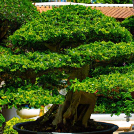 a carefully pruned bonsai tree surrounde 512x512 69243652