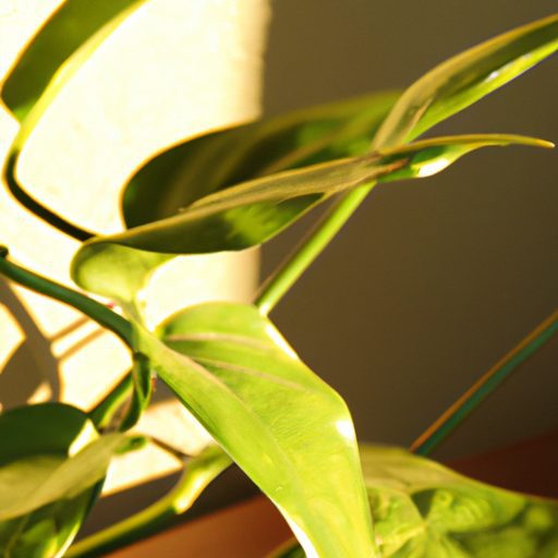 a chinese evergreen plant basking in sun 512x512 46339388