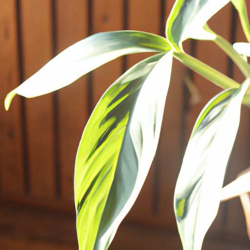 a chinese evergreen plant basking in sun 512x512 64224312