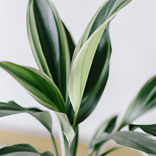 a chinese evergreen plant purifying air 512x512 66593058