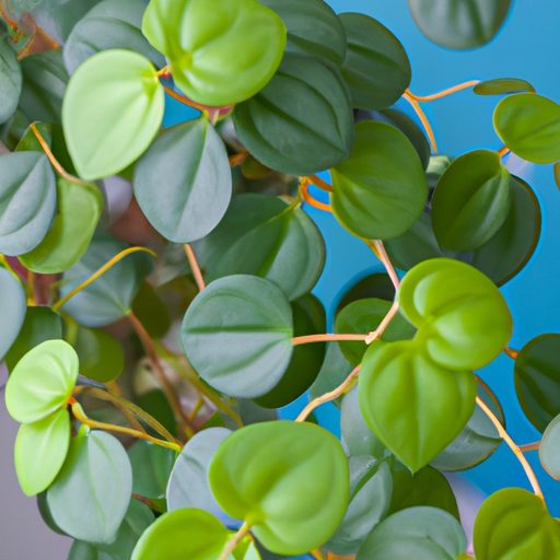 a chinese money plant with vibrant green 512x512 70571814