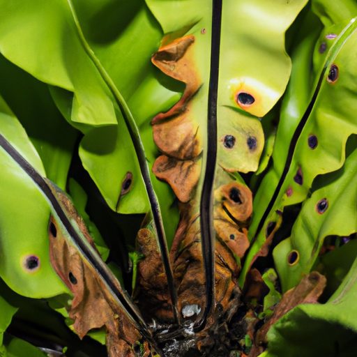 a close up image of a birds nest fern wi 512x512 25079786