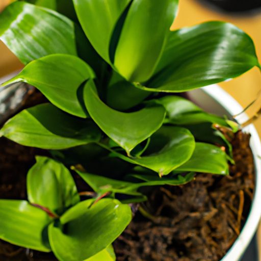 a close up image of a potted plant with 512x512 94138913