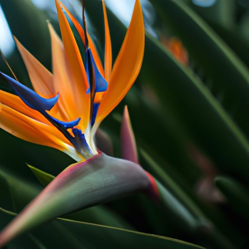 a close up of a bird of paradise plant i 512x512 734042