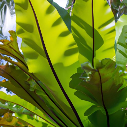 a close up of a birds nest fern with its 512x512 375151