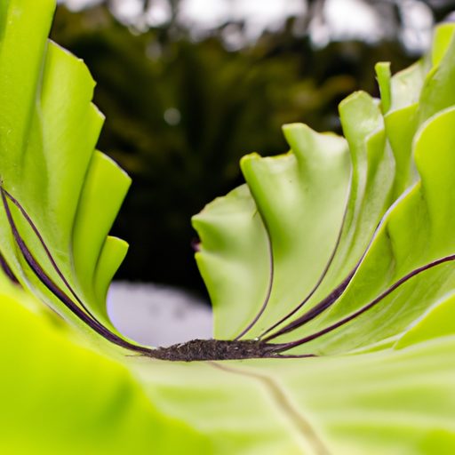 a close up of a birds nest fern with its 512x512 61787048