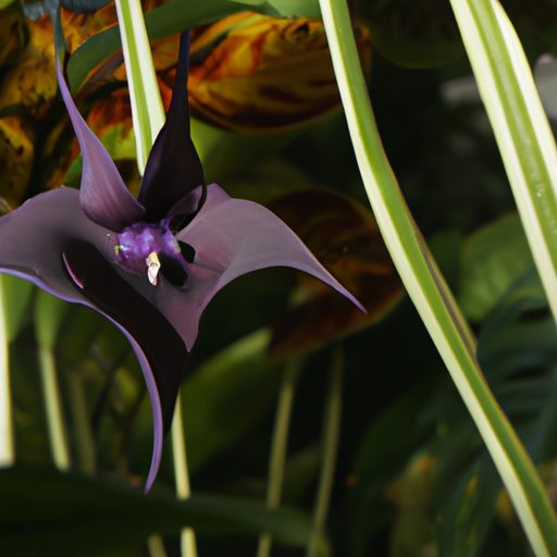 a close up of a black bat flower with it 512x512 26532148
