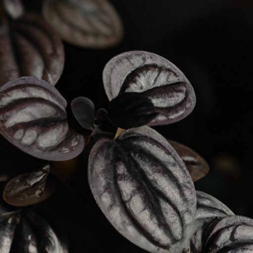 a close up of a black coral peperomia pl 512x512 79022848