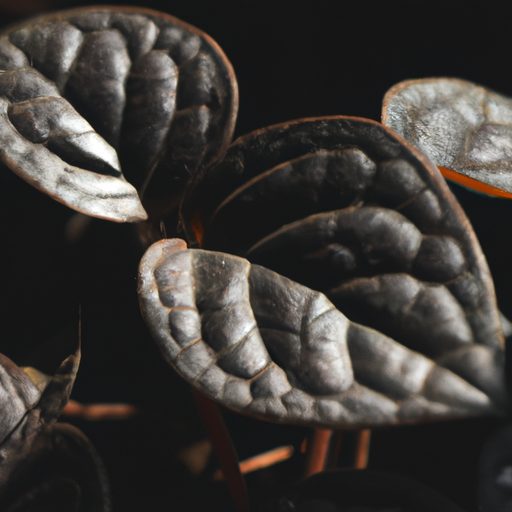 a close up of a black coral peperomia pl 512x512 79830988