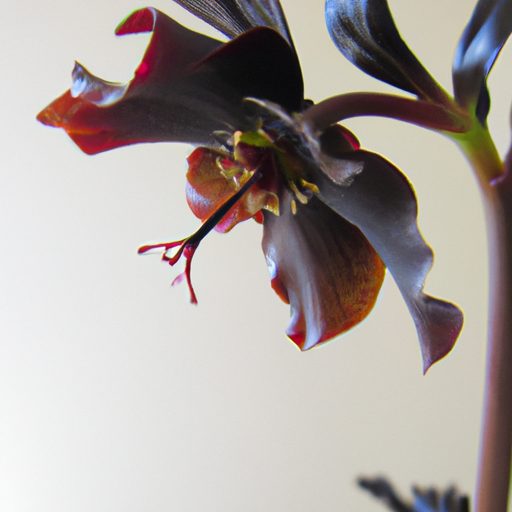a close up of a black hellebore flower b 512x512 52832086