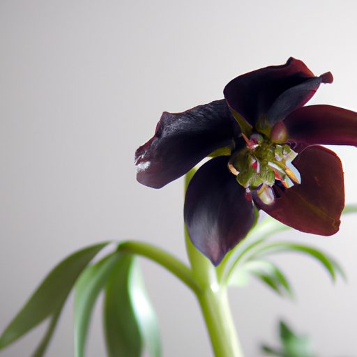 a close up of a black hellebore flower b 512x512 65999638