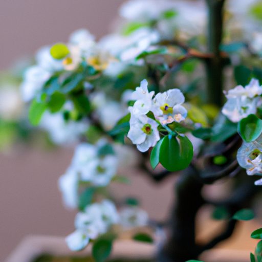 a close up of a blooming crabapple bonsa 512x512 40164550
