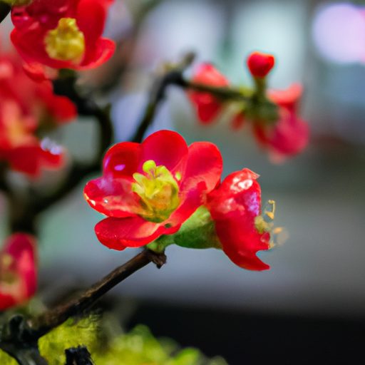a close up of a blooming crabapple bonsa 512x512 47876697
