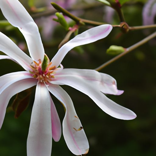 a close up of a blooming magnolia stella 512x512 50697125